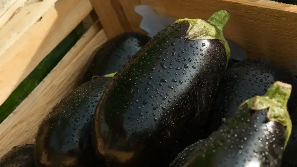 Berenjenas frescas y brillantes con gotas de agua, listas para comer berenjena cruda.
