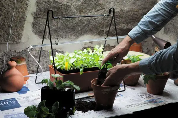 Person planterar om småplantor under en 100w led-lampa.