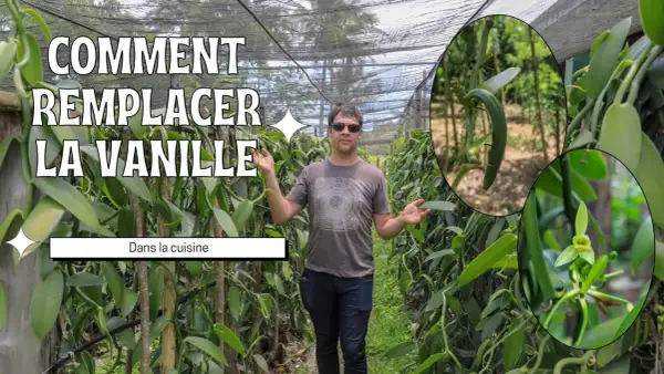 Un homme se tient dans une plantation de vanille, montrant comment remplacer la gousse de vanille dans la cuisine. Gros plans sur une gousse et une fleur de vanille.
