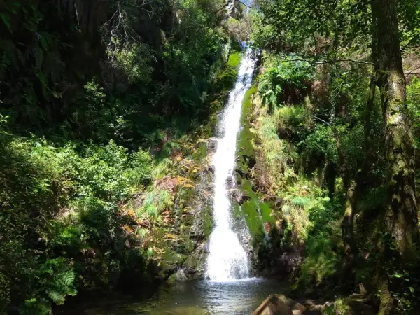 Cascada del Pozo da Onza, un torrente blanco cae por rocas cubiertas de musgo y vegetación exuberante, creando un remanso de paz en el bosque.