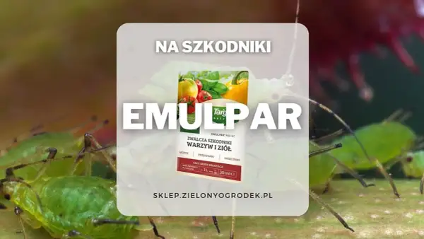 Emulpar 940 EC zwalcza mszyce i inne szkodniki warzyw i ziół. Termin stosowania: cały okres wegetacji.