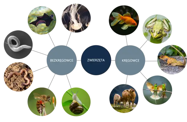 Ilustracja przedstawia podział zwierząt na bezkręgowce (np. dżdżownica, meduza) i kręgowce (np. ryba, żaba, krowa), ukazując różnorodność królestwa zwierząt w biologii.