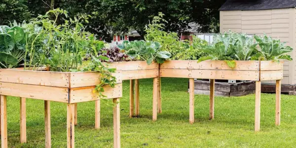 Orto in cassoni rialzati con pomodori, cavoli e bietole. Un giardino verticale che cresce rigoglioso sull'erba.