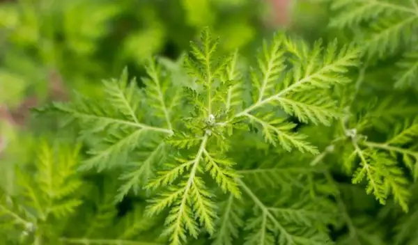 Nahaufnahme von Artemisia annua Blättern. Die Pflanze wird für ihre Wirkung auf die Psyche erforscht.