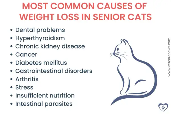 Causes of cat losing weight: dental issues, hyperthyroidism, kidney disease, cancer, diabetes, GI disorders, arthritis, stress, poor nutrition, parasites.