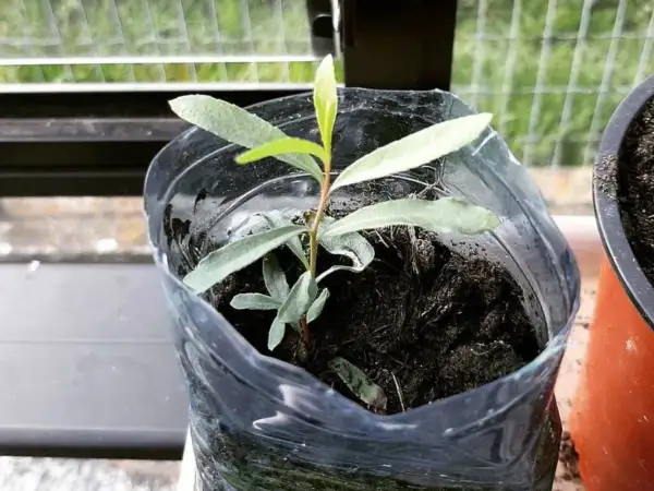 Una giovane talea in acqua, con piccole foglie verdi, cresce in un contenitore riciclato.