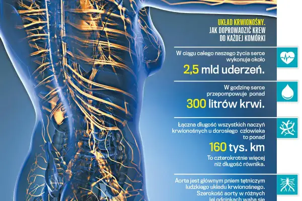 Ilustracja przedstawia ludzki układ krwionośny, ukazując jego złożoność i skalę działania.