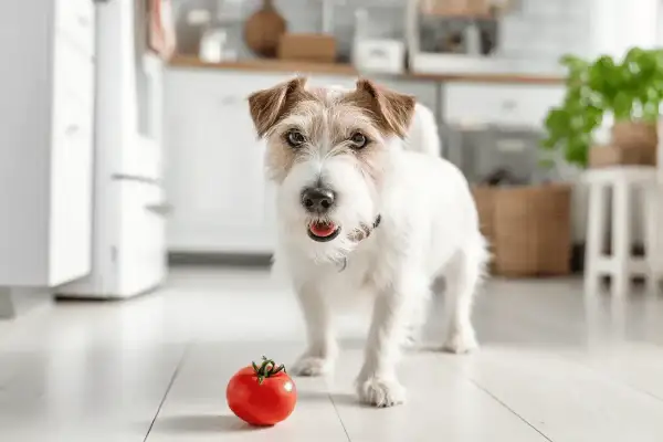 Uroczy piesek w kuchni zastanawia się, czy pies może jeść pomidory. Czerwony pomidor leży na podłodze obok niego.