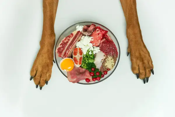 Łapy psa nad miską pełną składników na zdrową dietę: surowe mięso, ryba, jajko, ser biały, brokuły, żurawina i nasiona.