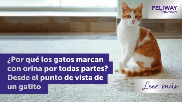 Gato naranja y blanco sentado en alfombra. El texto pregunta por qué las gatas marcan territorio con orina.