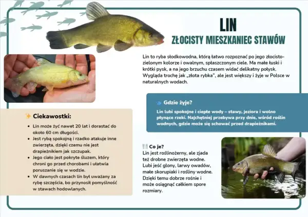 Złocisty lin, mieszkaniec zarośniętego stawu, w dłoniach wędkarza.