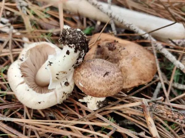 Hongos y setas recién recolectados, con tierra adherida a sus tallos, descansan entre agujas de pino y ramas secas.