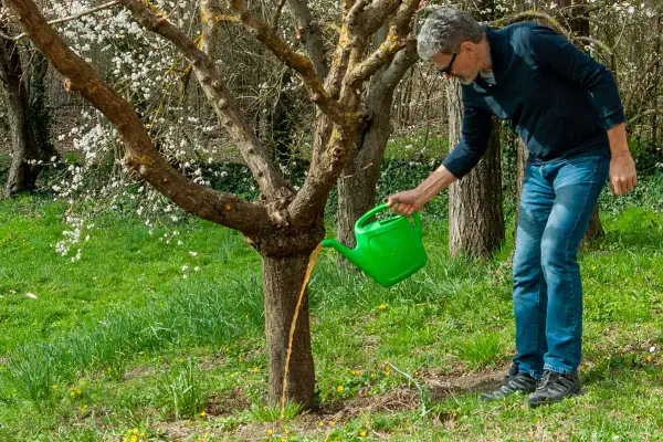 Uomo innaffia un albero con una brocca verde. Il tronco dell'albero è diviso in tre parti, da cui il liquido scorre.
