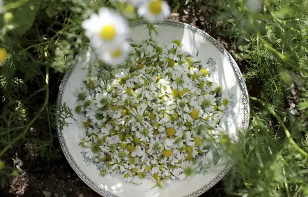 A plate overflowing with freshly picked chamomile flowers, surrounded by green foliage.
