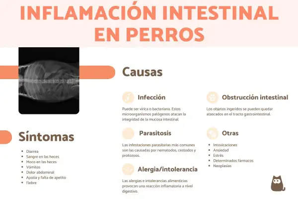 Radiografía de un perro con inflamación intestinal. La imagen detalla causas y síntomas de IBD en perros, como diarrea, vómitos y dolor.