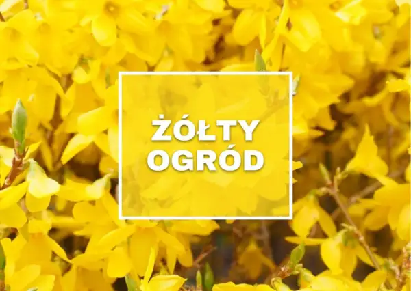 Wiosna w pełni! Krzewy obsypane żółtymi kwiatami tworzą "Żółty Ogród", zapraszając do podziwiania piękna natury.