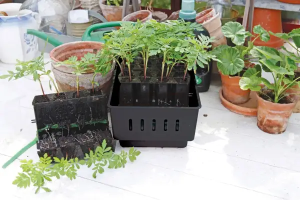 Små plantor i svarta odlingskuber, redo att planteras ut. En stor odlingslåda med flera plantor i, en annan med synliga rötter. En "rootmaster" för en lyckad start.