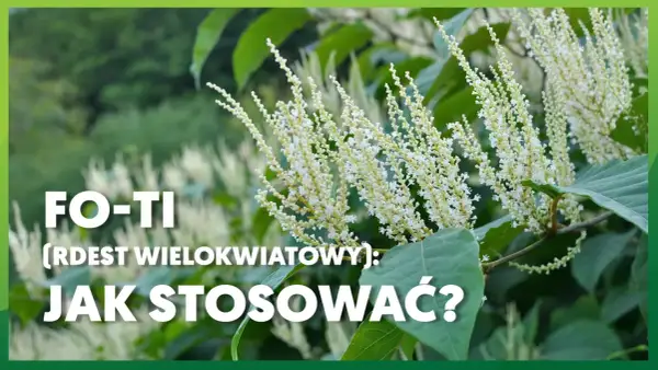 Rdest wielokwiatowy (Fo-Ti) – jak stosować? Kwitnące pędy rośliny na tle zieleni.
