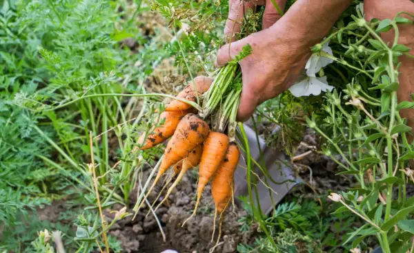 Hände ernten frische Karotten aus dem Beet. Der ideale Zeitpunkt, wann Karotten ernten, ist jetzt!
