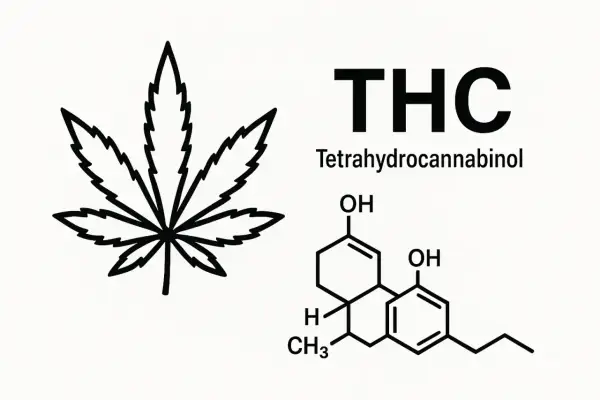 Co to jest THC? Działanie, medycyna, prawo w Polsce przewodnik