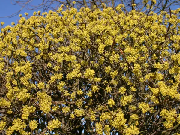 Eine üppige Kornelkirsche Hecke blüht im Frühling mit unzähligen kleinen, gelben Blüten.