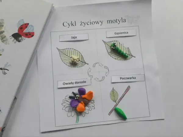 Cykl życiowy motyla z plasteliny: jaja, gąsienica, poczwarka i dorosłe owady na kwiatku.