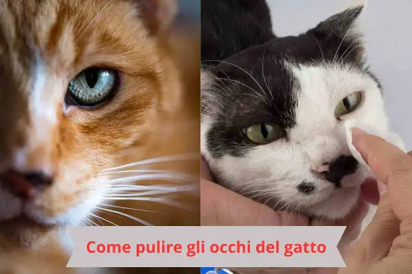 Due gatti, uno arancione e uno bianco e nero. Una mano pulisce delicatamente l'occhio del gatto bianco e nero. Impara come pulire gli occhi del gatto.