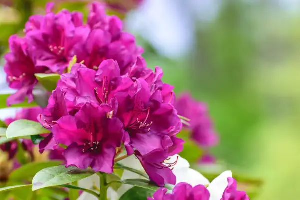 Piękne, fioletowe kwiaty rododendronów, które mogą być efektem zastosowania domowego nawozu do rododendronów.