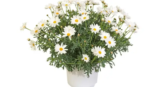 Białe margaretki w doniczce, gotowe do przycinania, by zachować ich piękny wygląd.