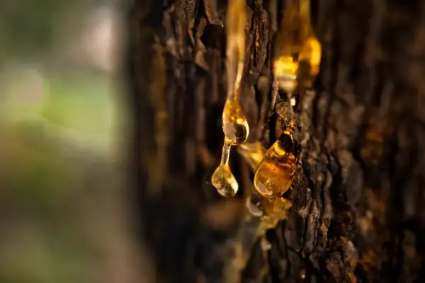 Krople bursztynowej terpentyny balsamicznej spływają po korze drzewa, tworząc błyszczące, złote łzy natury.