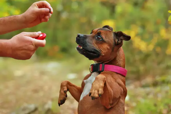 Ein Hund lernt mit einem Clicker und Leckerli. Der Hund sitzt auf den Hinterpfoten und schaut erwartungsvoll zum Menschen, der den Clicker hält.
