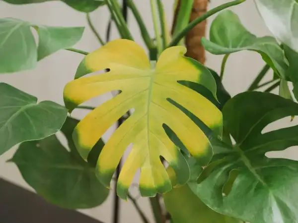 Monstera żółknie – liść traci zieleń, stając się żółty. Zastanawiasz się dlaczego monstera żółknie?