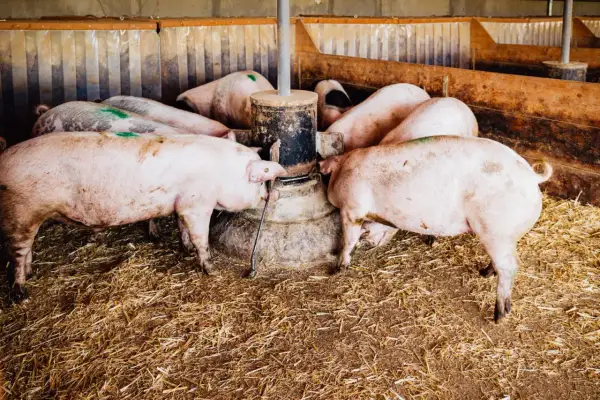 Plusieurs cochons femelles se pressent autour d'un distributeur de nourriture dans une porcherie.