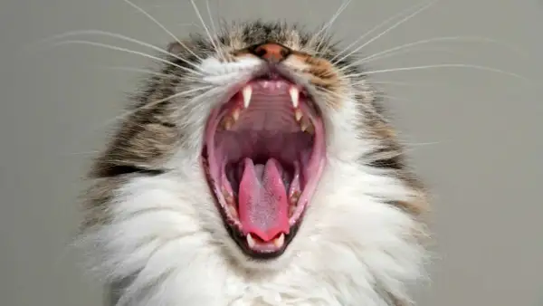 ¿A los gatos se les caen los dientes de leche? Todo lo que debes saber