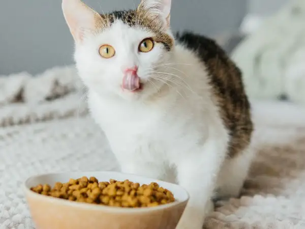 Eine Katze mit gelben Augen leckt sich die Schnauze über einem Napf mit Futter. Diese Katze hat immer Hunger!