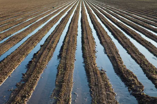 Campi coltivati con solchi pieni d'acqua, un esempio di irrigazione per sommersione che nutre la terra.