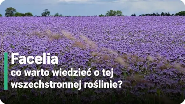 Facelia kiedy kwitnie – poznaj tajemnice jej długiego kwitnienia