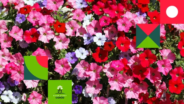 Kolorowe petunie w odcieniach różu, czerwieni i fioletu. Widać, jak wygląda petunia – jej lejkowate kwiaty tworzą gęsty kobierzec.
