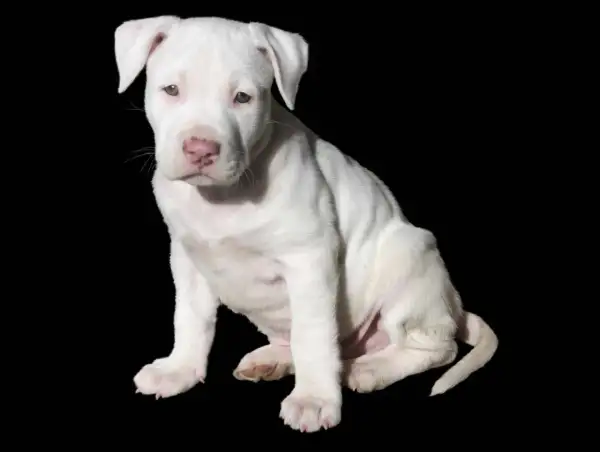 Adorable cachorro pitbull raza pura, blanco como la nieve, sentado con curiosidad.