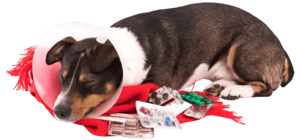 Clínica veterinaria María Jiménez: servicios y atención excepcional para tu mascota