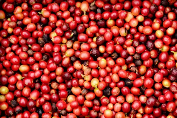 Un primo piano di un mucchio di frutti del caffè rossi e maturi, alcuni con sfumature gialle e marroni.