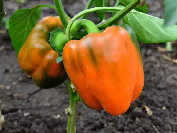 Pomarańczowe papryki na łodydze. Warto je jeść, bo to właśnie papryka ma najwięcej witaminy C.