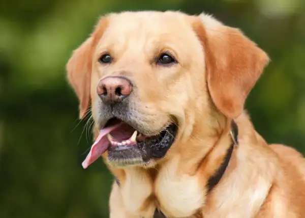 Uśmiechnięty, złoty labrador z wystawionym językiem. Zastanawiasz się, ile powinien jeść dorosły labrador?