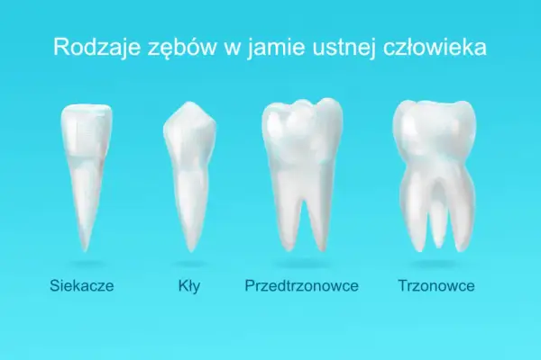 Zęby przedtrzonowe – które to są i dlaczego są tak ważne dla zdrowia jamy ustnej?