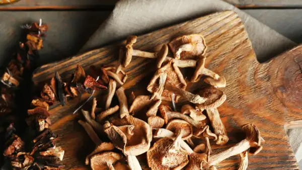 Getrocknete Pilze auf einem Holzbrett, bereit zum Kochen. Das Trocknen von Pilzen ist eine tolle Methode, um ihren Geschmack zu konservieren.