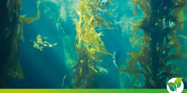 Forêt de varech sous-marine, un écosystème vibrant. Un poisson nage parmi les algues, un exemple d'anti algues naturel.