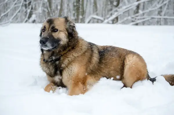 Duży, kudłaty pies rasy leonberger leży w śniegu. Zastanawiasz się nad leonberger cena?