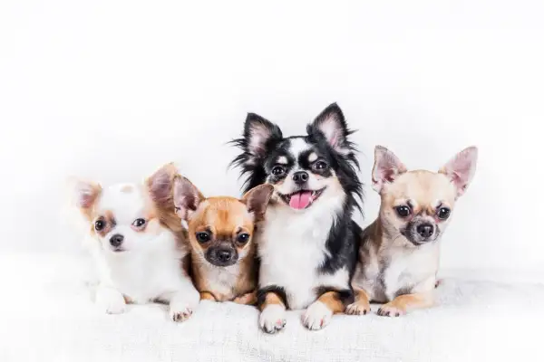 Chihuahua sierść czy włosy? Odkryj prawdę o ich pielęgnacji