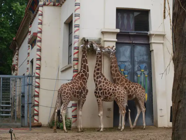Trzy żyrafy jedzące siano przy budynku z egipskimi zdobieniami. To miejsce to z pewnością najlepsze zoo w Europie!