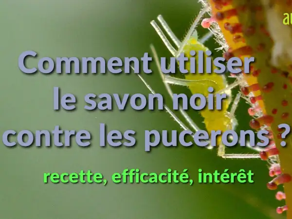 Comment utiliser le savon noir contre les pucerons ? Recette, efficacité, intérêt.